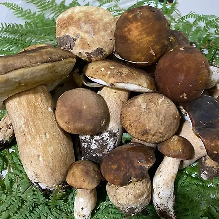 Panzió Marina Cleto