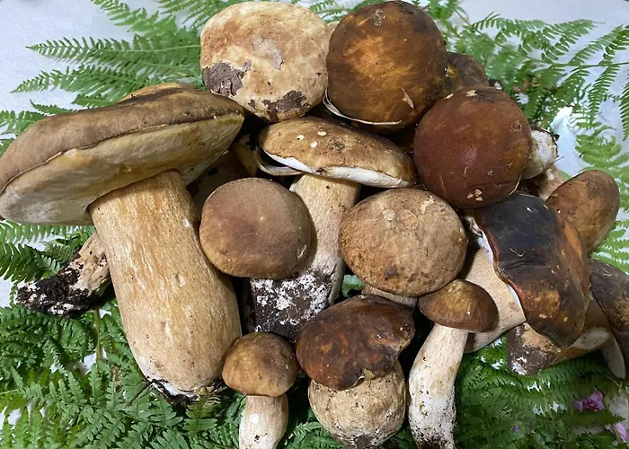 לינה וארוחת בוקר Marina Cleto